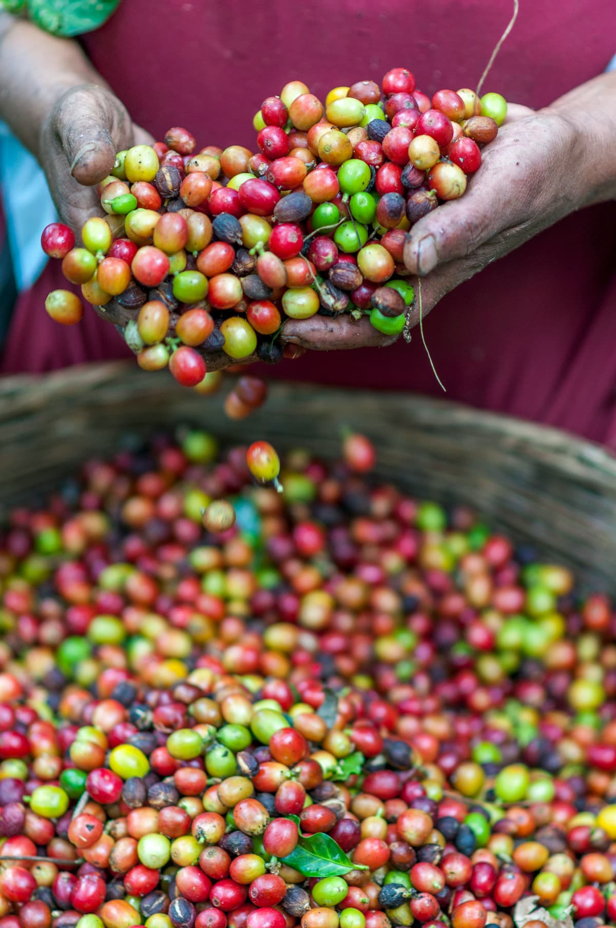 4 Coffee Processing Methods Compared: Equipment, Cost, and Flavour ...